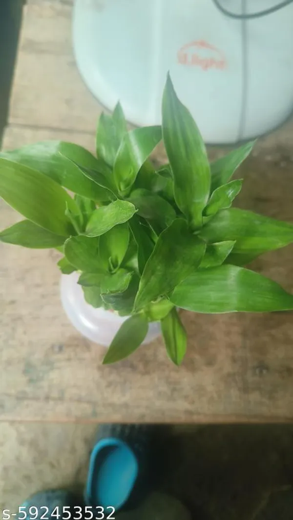 Green_Live_Lucky_Bamboo_Plant_For_Home_Office_And_Vastu_Decor_Pack_Of_2