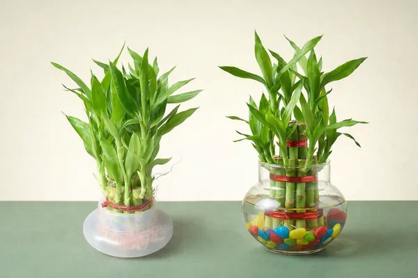 Green_Live_Lucky_Bamboo_Plant_For_Home_Office_And_Vastu_Decor_Pack_Of_2