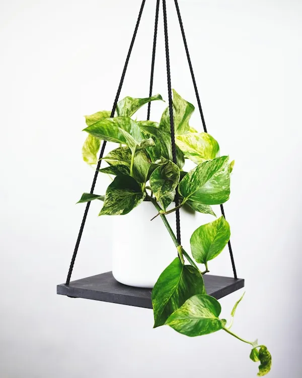 Areca_Palm_-_Tropical_Indoor_Palm_Plant_-_Natural_Air_Humidifier