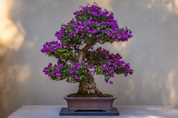 Bougainvillea_Plant_-_Pink/Purple_Bright_Flowering_Climber_Shrub