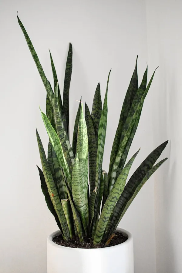 Pachira_aquatica_(Money_Tree_/_Malabar_Chestnut)_-_Braided_Trunk_Indoor_Plant