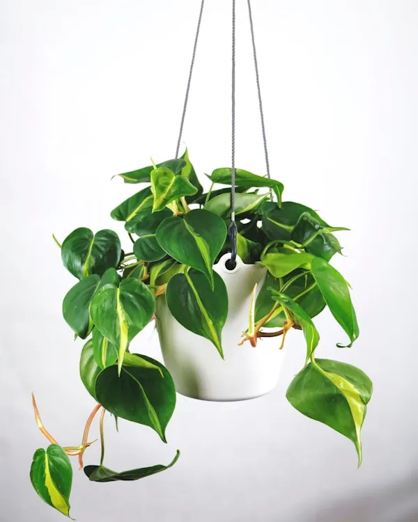 Golden_Pothos_Money_Plant_-_Hanging_Basket_with_Long_Trailing_Vines