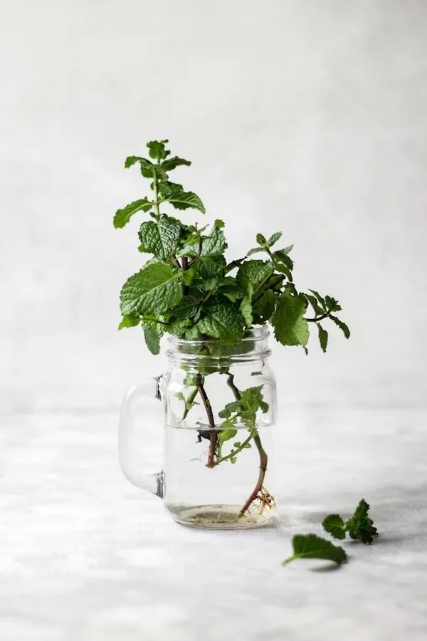 Spinach_(Palak)_Plant_-_Grow_Your_Own_Fresh_Greens_Kit