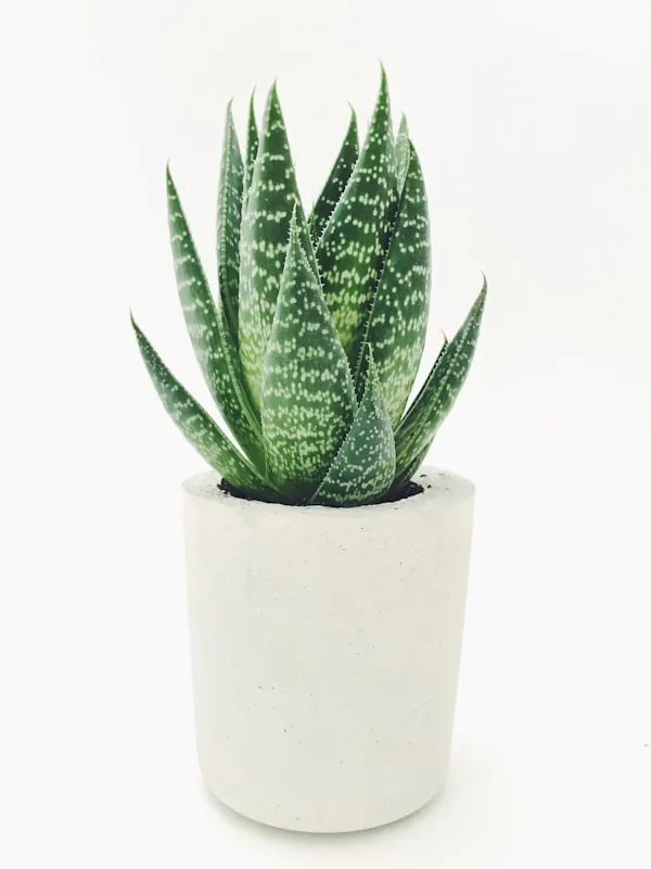 String_of_Pearls_(Senecio_rowleyanus)_-_Rare_Hanging_Bead_Succulent