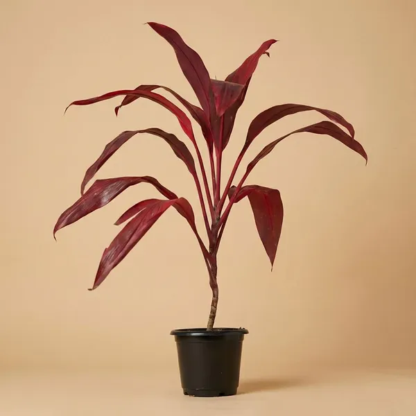 Wine_Live_Indoor_Foliage_Plant_For_Indoor_Home_And_Office_Decor