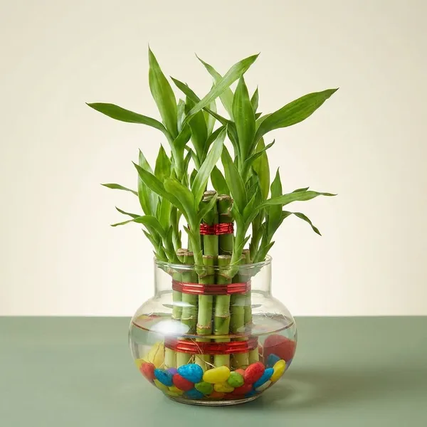 Green_Live_Lucky_Bamboo_Plant_For_Home_Office_And_Vastu_Decor_Pack_Of_2