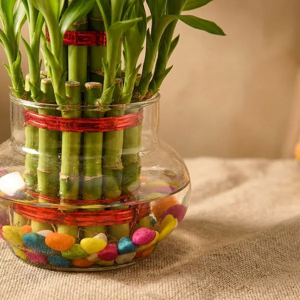 Green_Live_Lucky_Bamboo_Plant_For_Home_Office_And_Vastu_Decor_Pack_Of_2