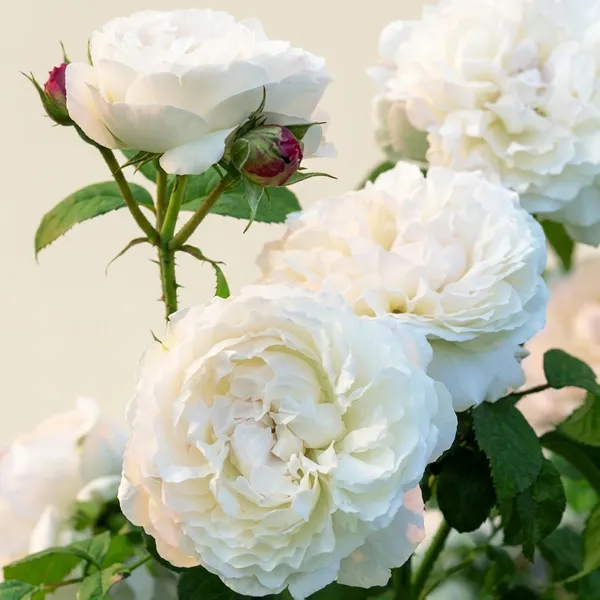 White_Live_Rose_Plant_For_Home_And_Garden_Decor