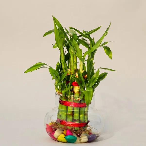 Green_Live_Lucky_Bamboo_Plant_For_Home_Office_And_Vastu_Decor