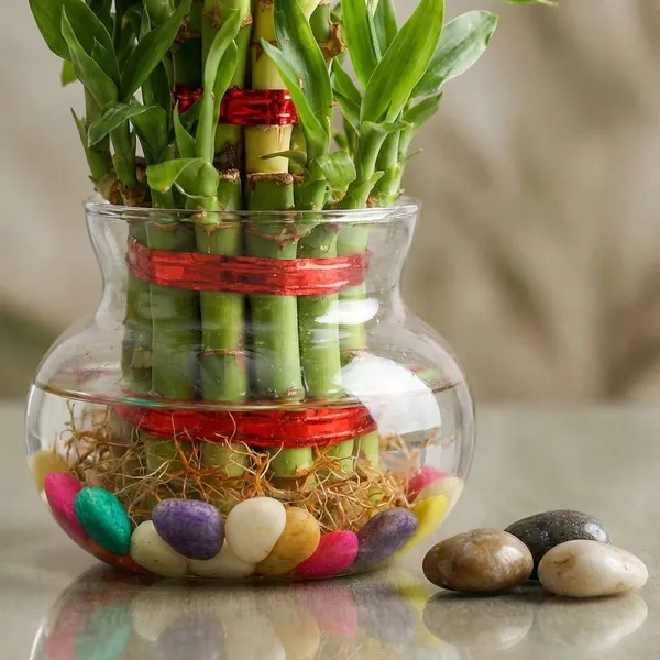 Green_Live_Lucky_Bamboo_Plant_For_Home_Office_And_Vastu_Decor