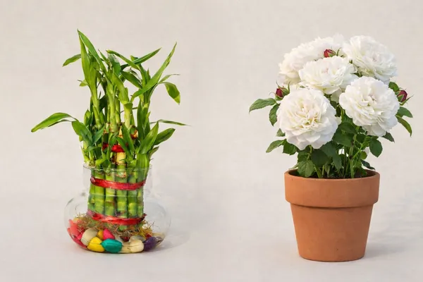White_And_Green_Live_Rose_And_Indoor_Vine_Plant_For_Indoor_Hanging_And_Shelf_Decor_Pack_Of_2