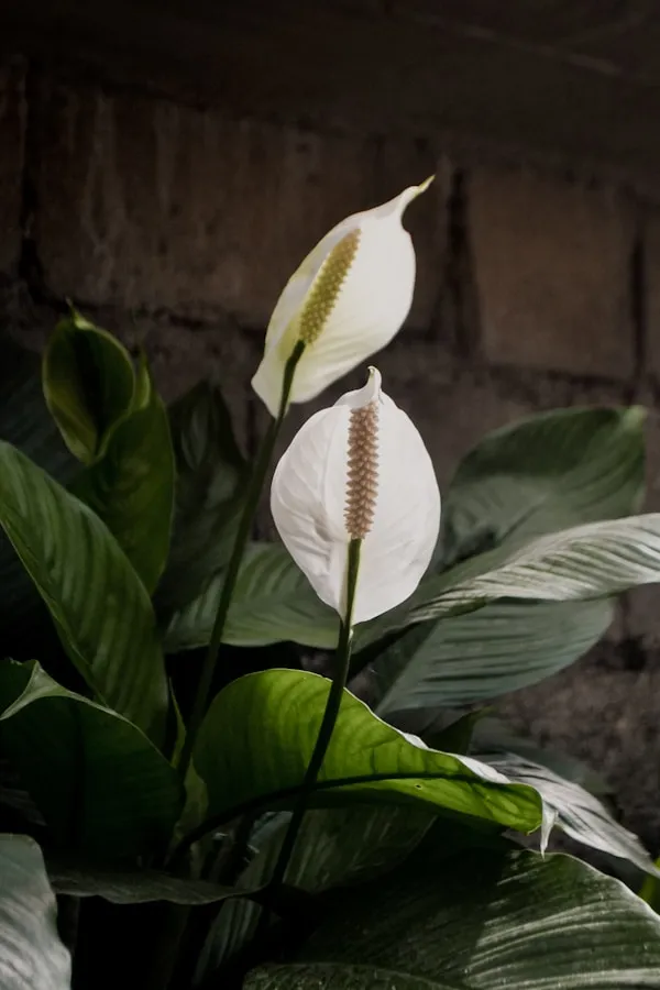 Anthurium_-_Red_Flamingo_Flower_Water_Plant