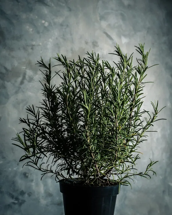 Thyme_-_Aromatic_Kitchen_Water_Herb
