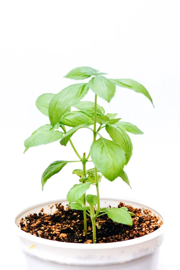 Dill_-_Feathery_Aromatic_Kitchen_Water_Herb