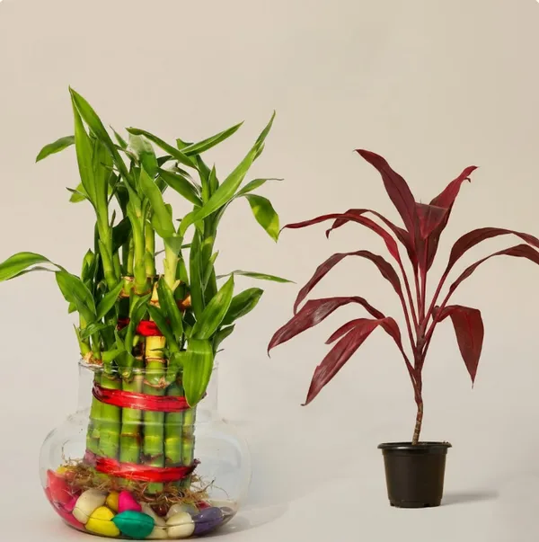 Wine_And_Green_Live_Indoor_Foliage_And_Lucky_Bamboo_Plant_For_Home_Office_And_Vastu_Decor_Pack_Of_2