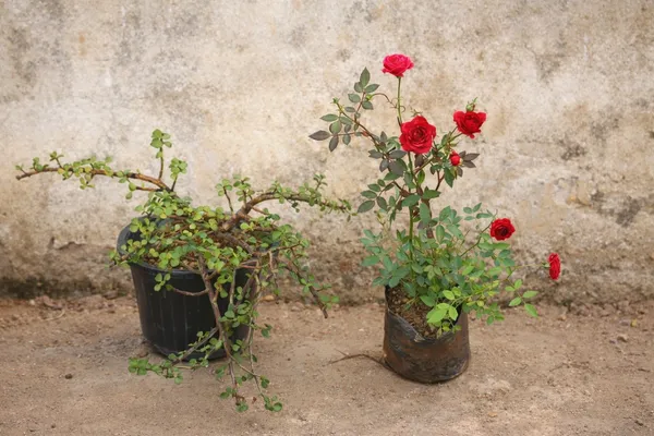 Green_Live_Succulent_And_Live_Rose_Plant_For_Home_And_Garden_Decor_Pack_Of_2