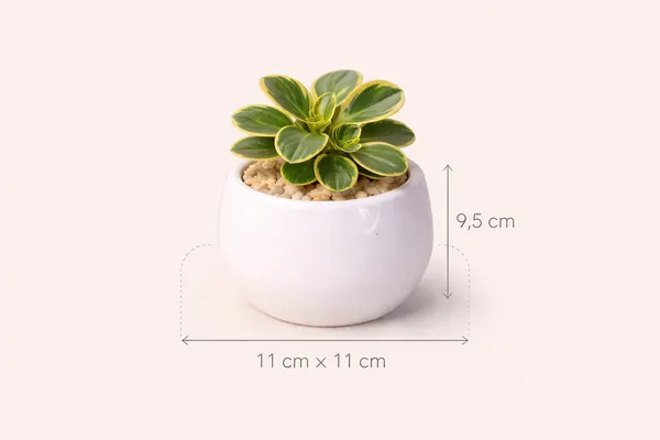 White_Premium_Quality_Ceramic_Egg_Planter_