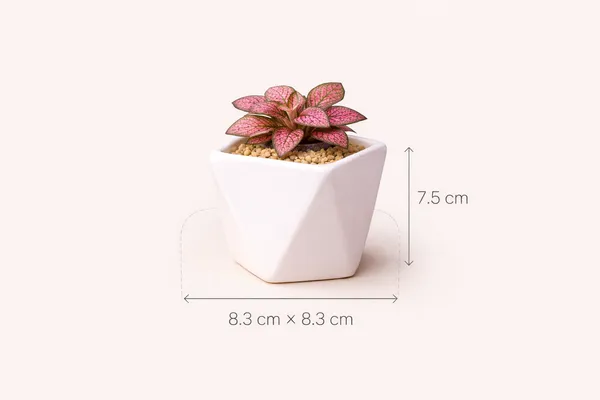 White_Ceramic_Small_Diamond_Planter_Pack_Of_3