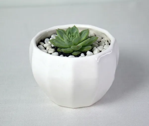 White_Premium_Quality_Ceramic_Jewel_Cut_Planter_P