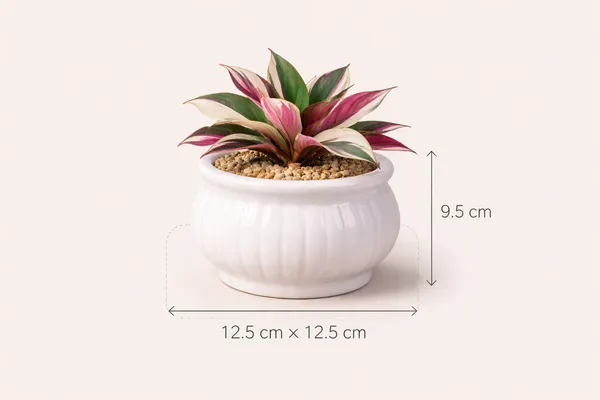White_Premium_Quality_Ceramic_Pumpkin_Planter_