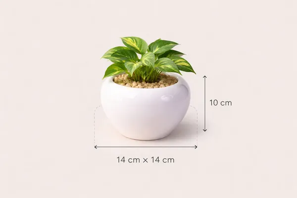 White_Ceramic_Round_Bulb_Planter