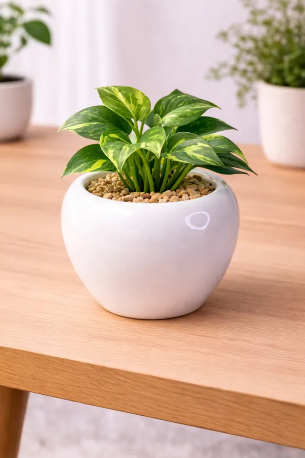 White_Ceramic_Round_Bulb_Planter