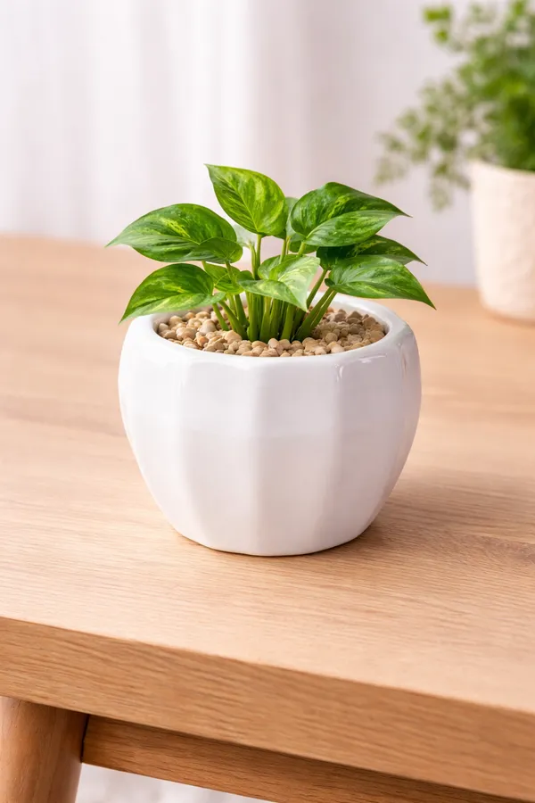 White_Ceramic_Round_Lining_Planter_