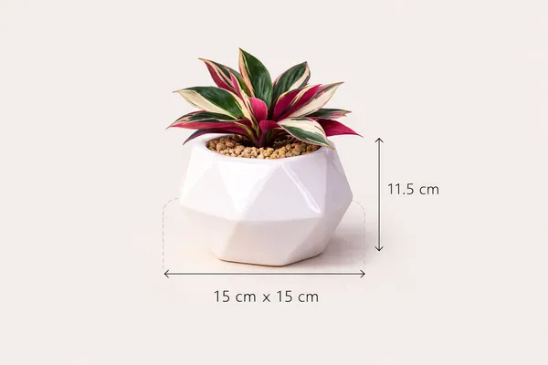White_Premium_Quality_Ceramic_Big_Diamond_Planter_