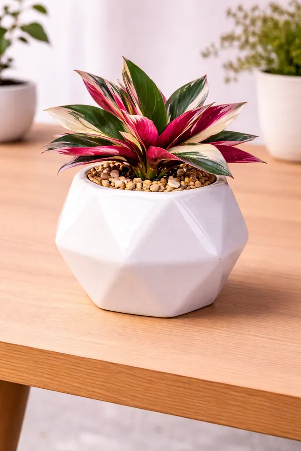 White_Premium_Quality_Ceramic_Big_Diamond_Planter_
