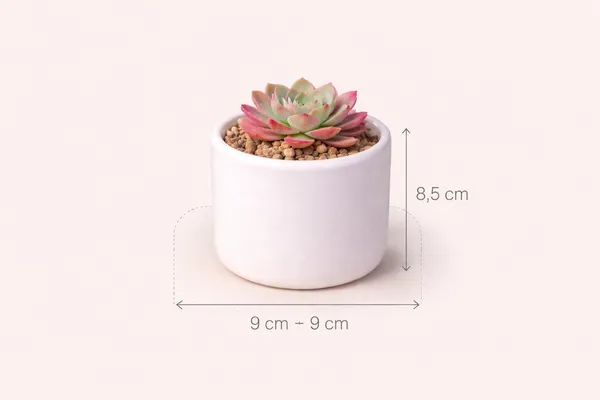 White_Premium_Quality_Ceramic_Round_Mug_Planter_Pack_Of_3
