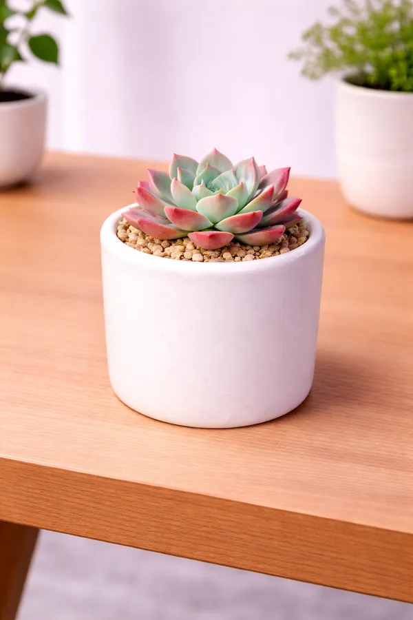 White_Premium_Quality_Ceramic_Round_Mug_Planter_Pack_Of_3