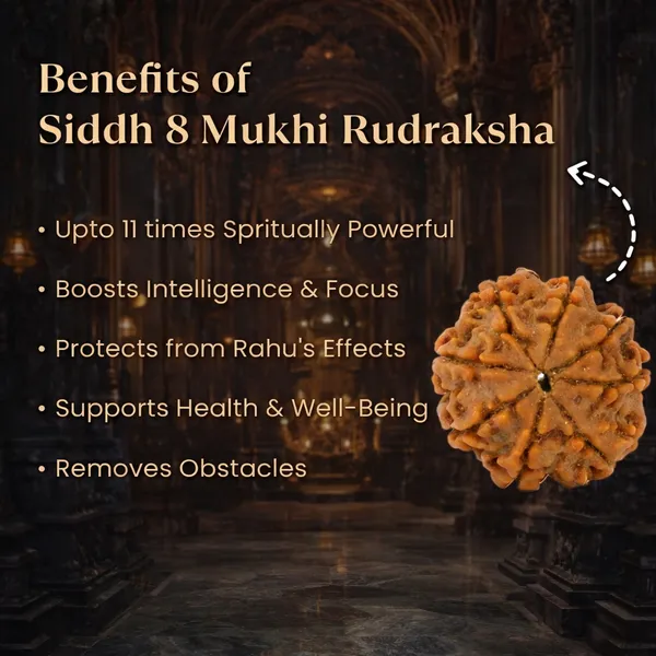 8_Mukhi_Rudraksha