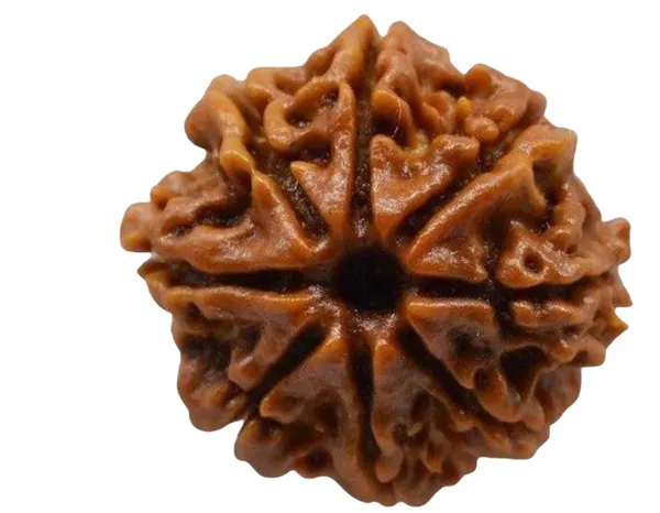 8_Mukhi_Rudraksha