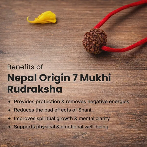 7_Mukhi_Rudraksha