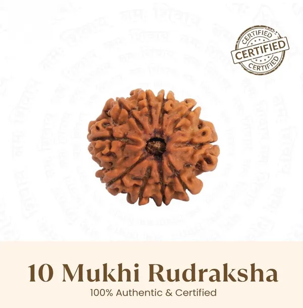 10_Mukhi_Rudraksha