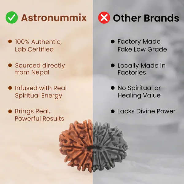 10_Mukhi_Rudraksha