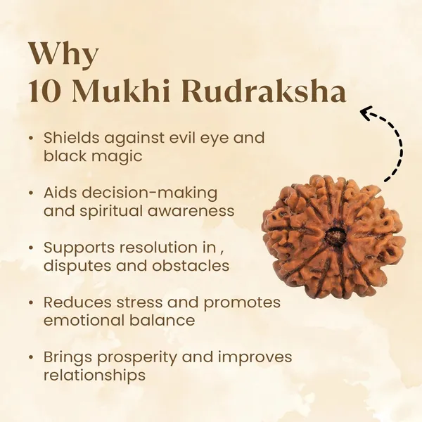 10_Mukhi_Rudraksha