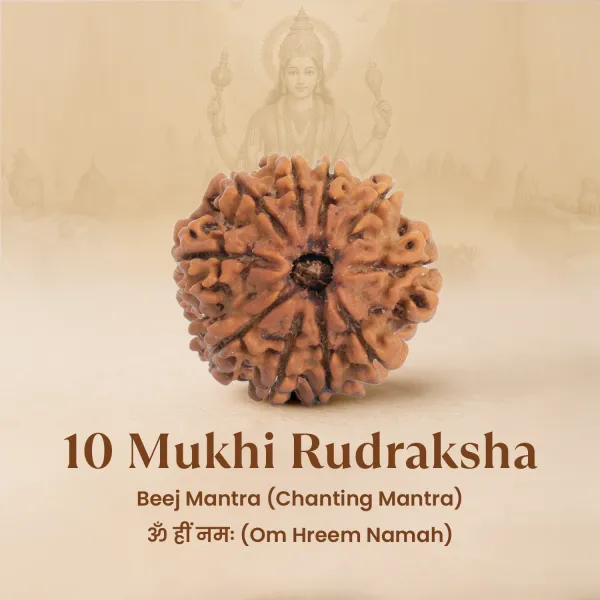 10_Mukhi_Rudraksha