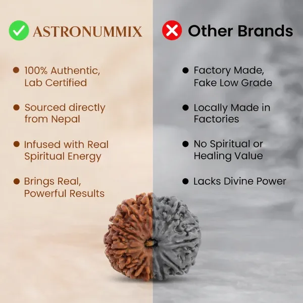 11_Mukhi_Rudraksha