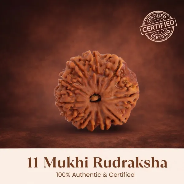 11_Mukhi_Rudraksha