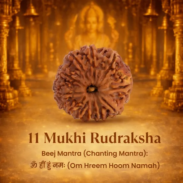 11_Mukhi_Rudraksha