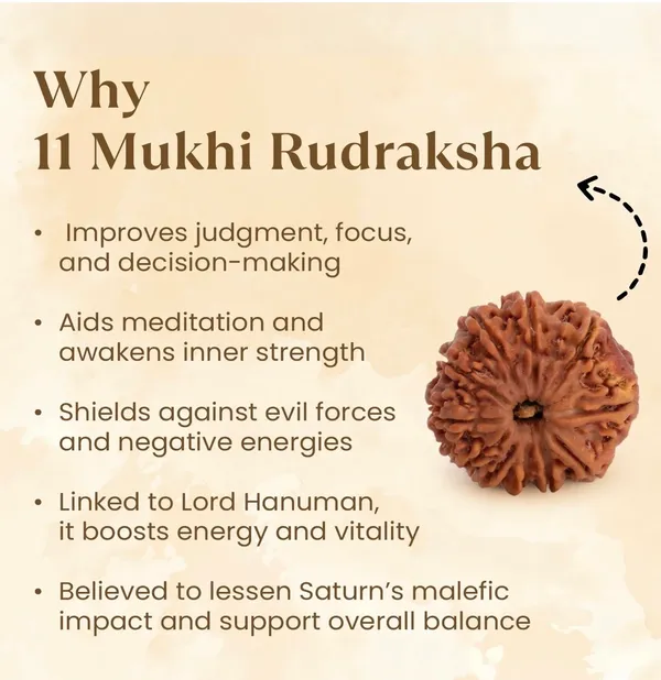 11_Mukhi_Rudraksha