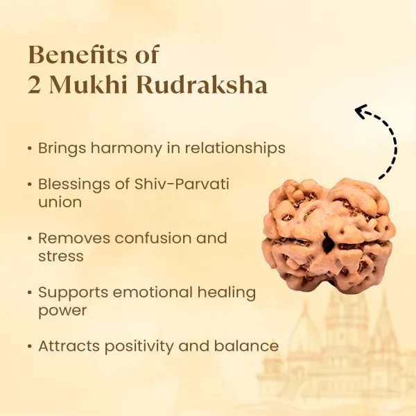 2_Mukhi_Rudraksha
