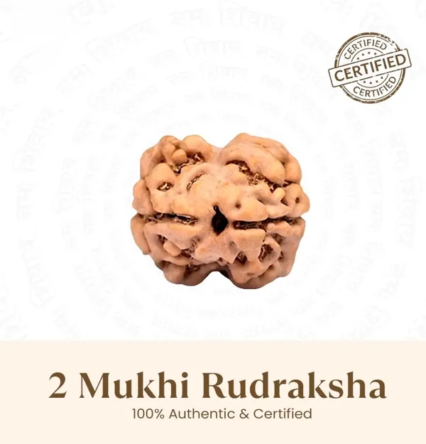 2_Mukhi_Rudraksha