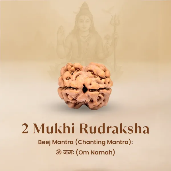 2_Mukhi_Rudraksha