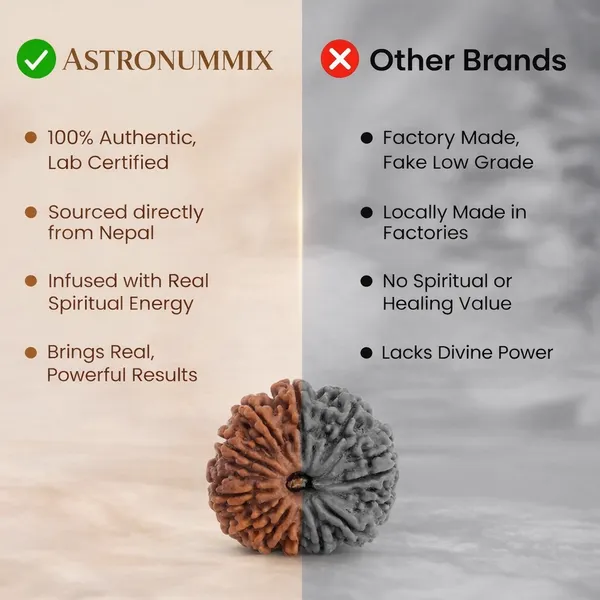 2_Mukhi_Rudraksha
