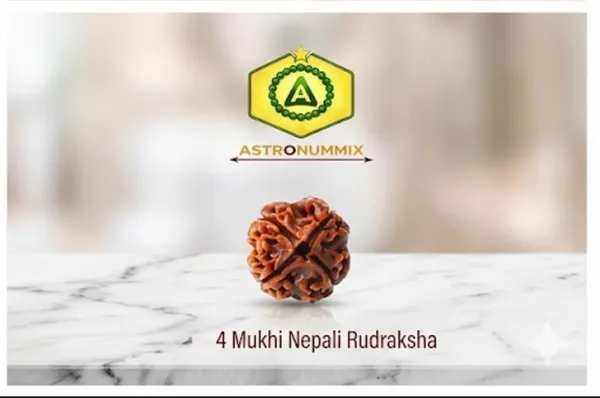 4_Mukhi_Rudraksha