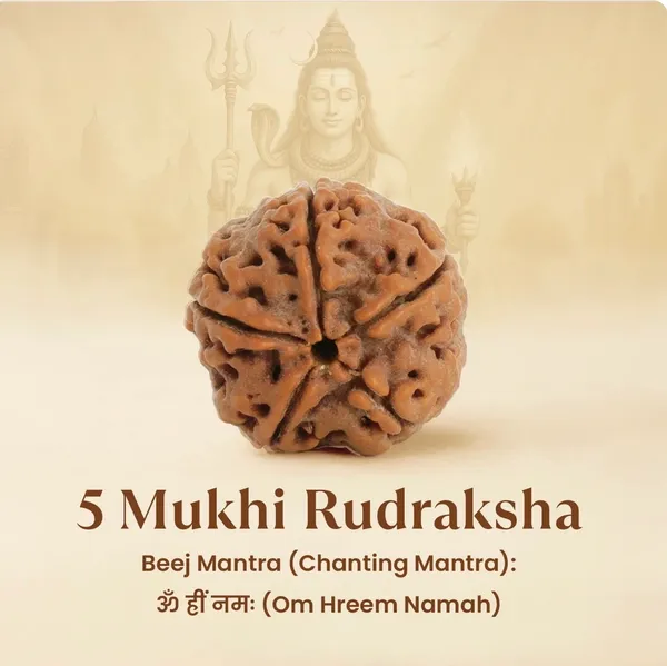 5_Mukhi_Rudraksha