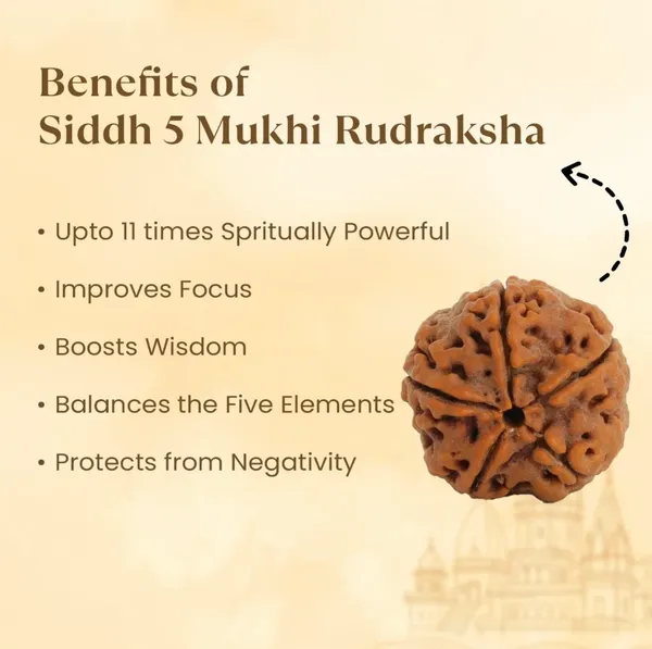 5_Mukhi_Rudraksha