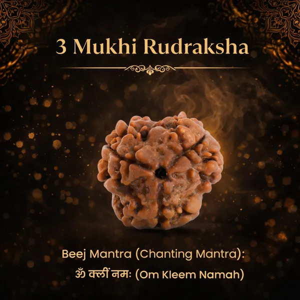 3_Mukhi_Rudraksha